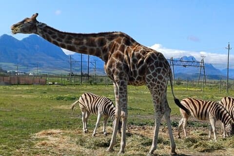 Giraffe Encounter ,Cheetah Outreach with Wine Day Tour