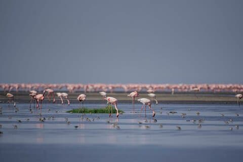 3-dagars Safari äventyr till Mount Ol Doinyo Lengai och Lake Natron