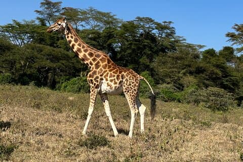 Gruppo di 4 giorni Unendo Maasai Mara & Lake Nakuru Parks con jeep