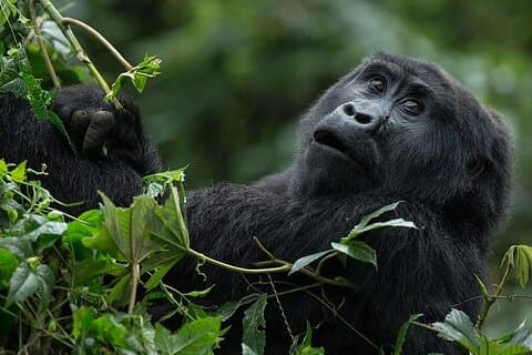 6 dages Gorilla og Chimpanze Trekking Safari Tour