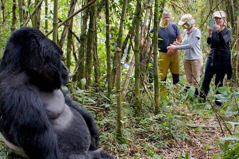3 Tage Gorilla und Schimpansen Trek in Ruanda