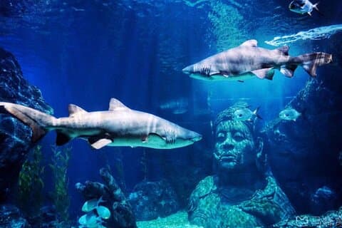 SEA LIFE Bangkok Ocean World Ticket