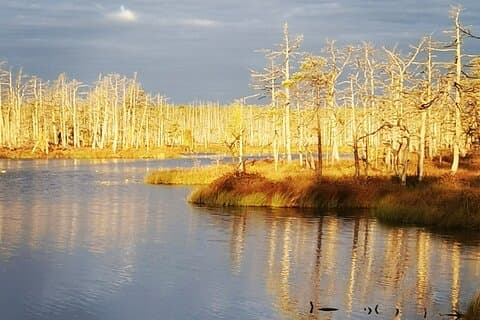 Cenu Bog Nature Trail perto de Riga Away From Crowded Trails