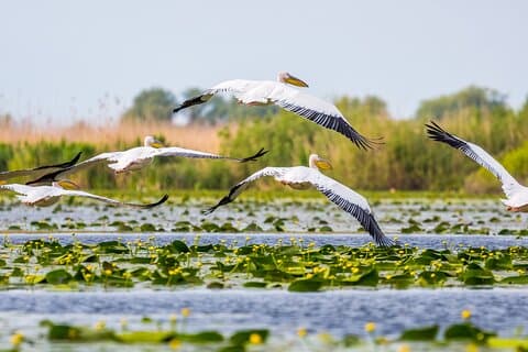 Day Trip from Bucharest to Danube Delta: PREMIUM TOUR small group
