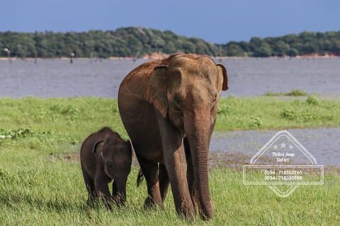 Private Elephant Safari Tour at Hurulu Eco Park