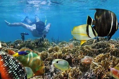 Mnemba Island Marine Safari Schnorcheln und Delfinbeobachtung