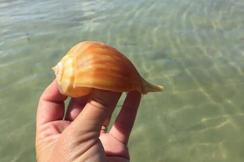 2,5 timmars Shell Key Island äventyr inklusive delfiner och snäckor
