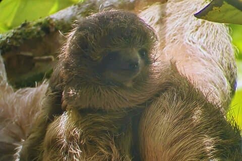 Private Rainforest Tour: Sloths, Hanging Bridges & Coffee