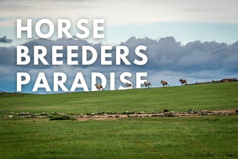Paraíso dos criadores de cavalos