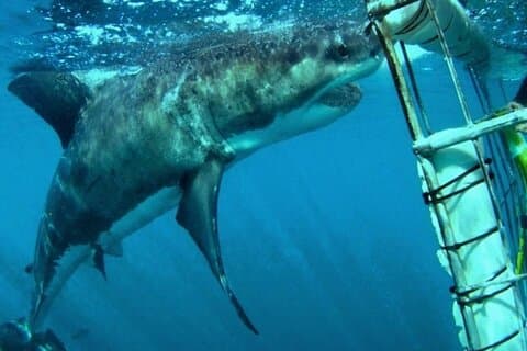 Full dag Cape Town Shark Cage dykking i Gansbaai