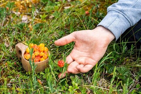 Frutti di bosco Funghi e zuppa Esperienza condivisa a Rovaniemi