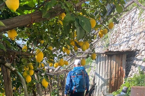 Lemon Path Tour with Tasting Session and Transfer from Positano