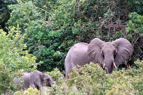 Shimba Hills Day tour from Mombasa / Diani