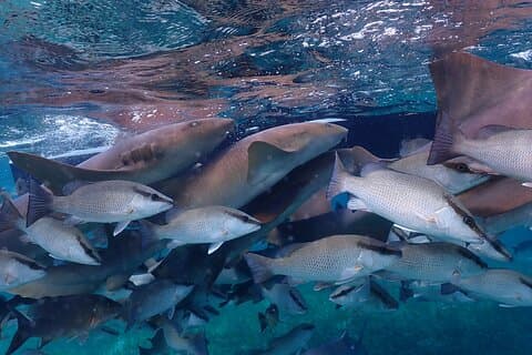 Reserva Marinha Hol Chan e Shark Ray Snorkeling San Pedro Belize