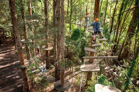オウリンバ州立森林樹木ロープコースの詳細を見る