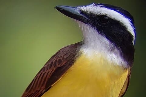 Monteverde Ganztägige Vogelbeobachtungstour