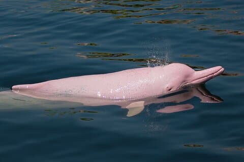 Dolphin Watching Tan and Pig Island Tour from Koh Samui