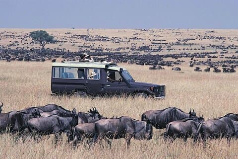5 días de safari en Masai Mara y Lago Nakuru Lodge