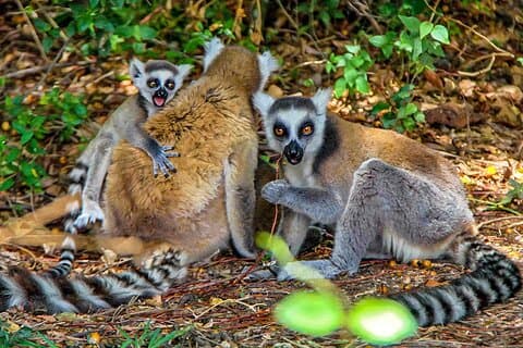 Madagascar Trip: 22 Days In-depth Wildlife Trip & Private Guide