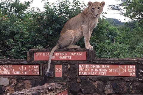 Pirschfahrt in kleiner Gruppe im Nairobi-Nationalpark