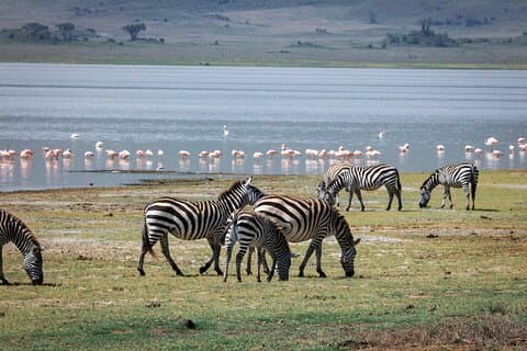 サファリ・タランギル、セレンゲティ、ンゴロンゴロ&マニャラ湖5日間