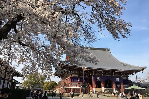 Experience a day Like a Local: Miso-soup Making & Sakura Viewing