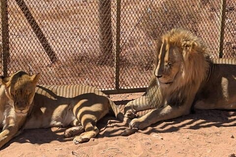 Cape Town Aquila Game Reserve Big 5 Safari com almoço e transporte