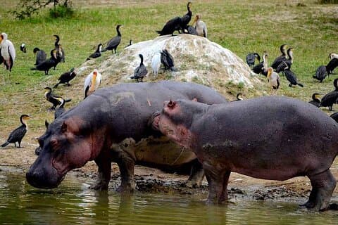 4 daagse Wildlife Tour in het Queen Elizabeth National Park