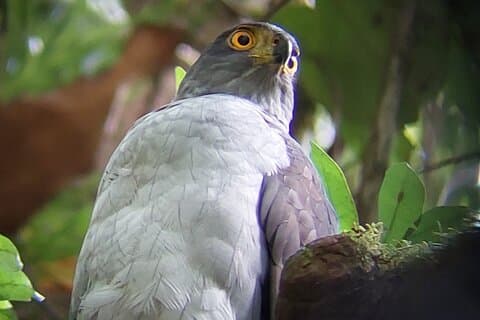 Intence Vogelbeobachtung Monteverde