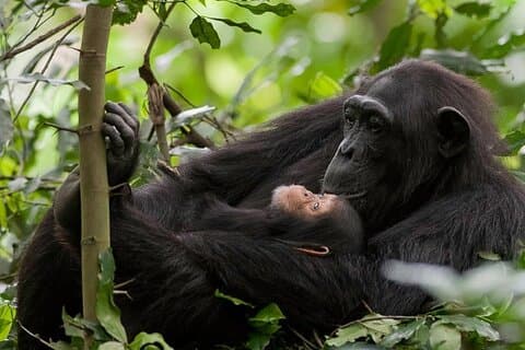 5 dias Rwanda Gorilla, Chimpanzee e Game Safari