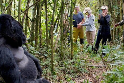 Tour Safari di 5 giorni con gorilla e scimpanzé