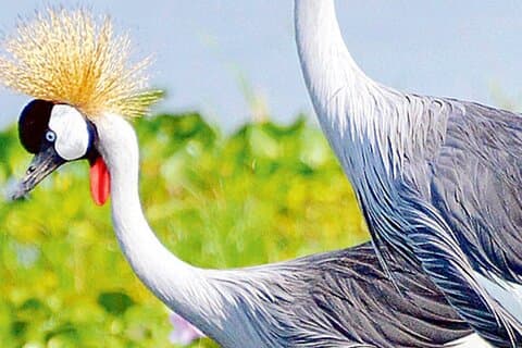 5 dias de observação de pássaros Safari Tour Uganda