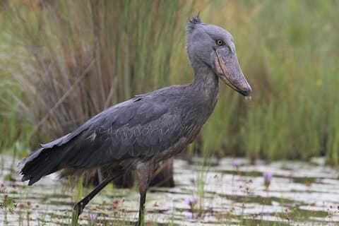7 Day Birding Safari Uganda