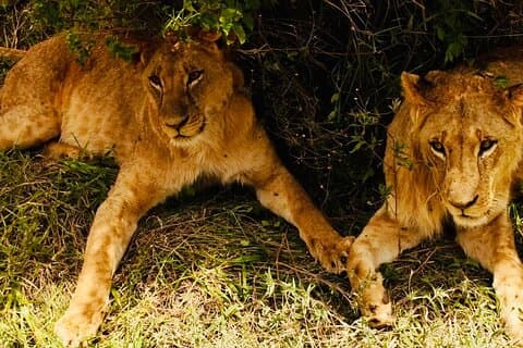 Tanzania Safari Odyssey kultur og dyreliv utgitt 9 dager