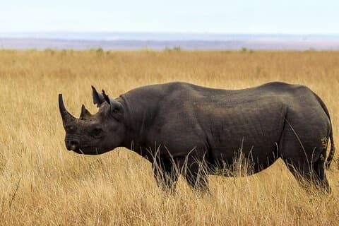 6 Days Tour in Amboseli, L. Nakuru and Masai Mara