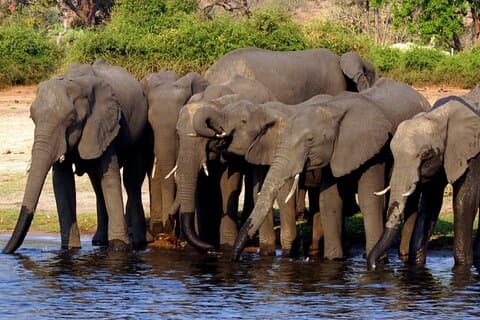 Anmeldelser af Ultimate Chobe Safari