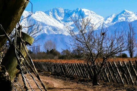 Vivere un'esperienza unica nella degustazione di vino e olio d'oliva a Mendoza
