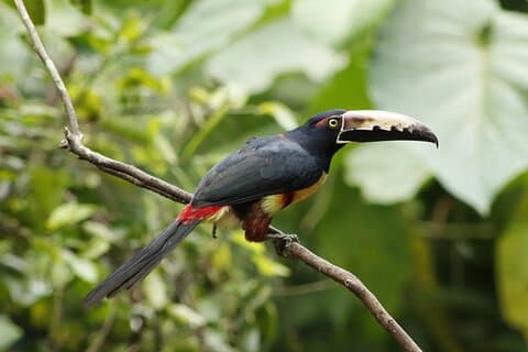 Animal Watching Tour with Biologist near La Fortuna