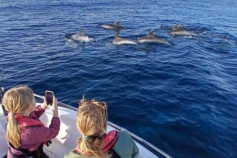 FARO - Fantastic Dolphin Observation Adventure