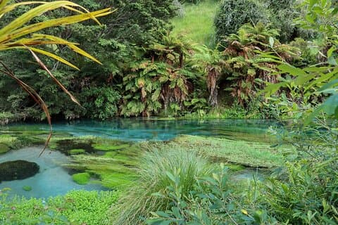 Hunua Falls en Blue Springs (Te Waihou): Privétour
