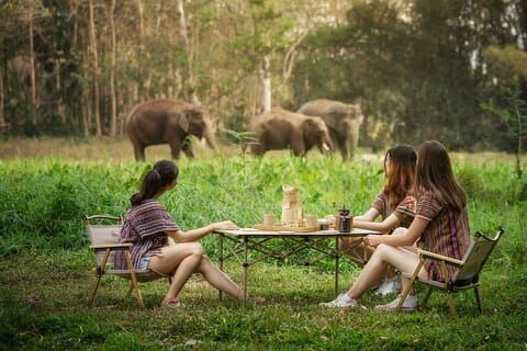 Sanctuaire pour éléphants avec expérience culinaire thaïlandaise à Chiang Mai