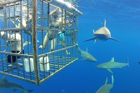 Gansbaai Privat Shark Dive upplevelse