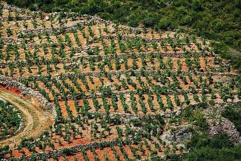 Découvrir la péninsule de Pelješac - Une visite du vin en petits groupes