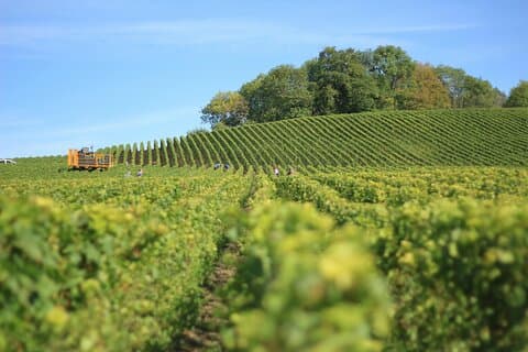 Trasferimento da Parigi  Reims/Epernay - Biglietto di sola andata