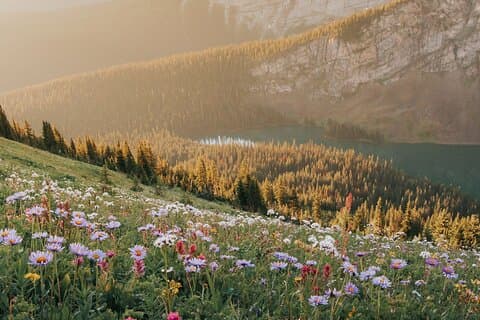 Canmore Medicinal and Edible Plants Nature Walk - 2 Hours