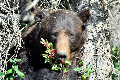 バンフガイド付きネイチャーウォークとクマカントリー安全のヒント