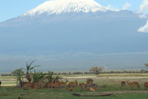 7 Dias de Nairobi para Mombasa Beach Holiday e Game Drive Safari