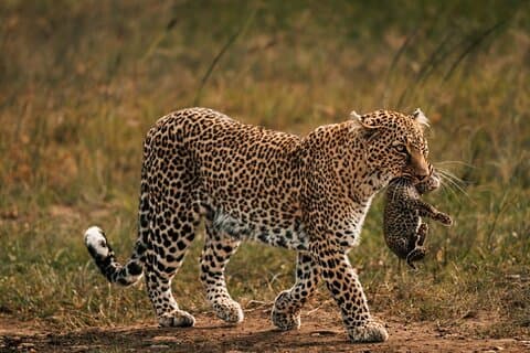 2 Days Tsavo East and West Safari Wildlife Scenic Tour