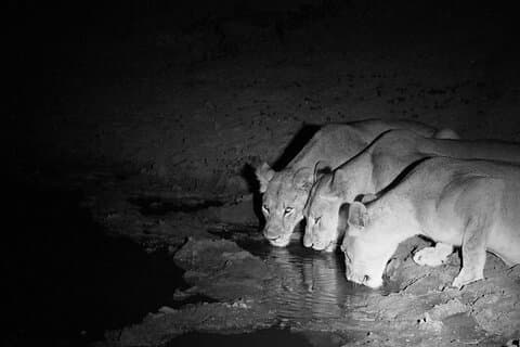 Exclusivo Night Drive Safari perto de Hoedspruit
