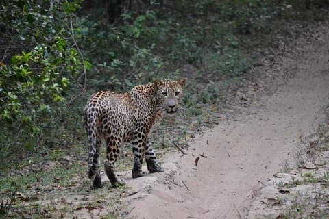 Yala national park Full day tour With breakfast and lunch
